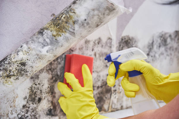 Best Real Estate Mold Inspection  in Carterville, MO